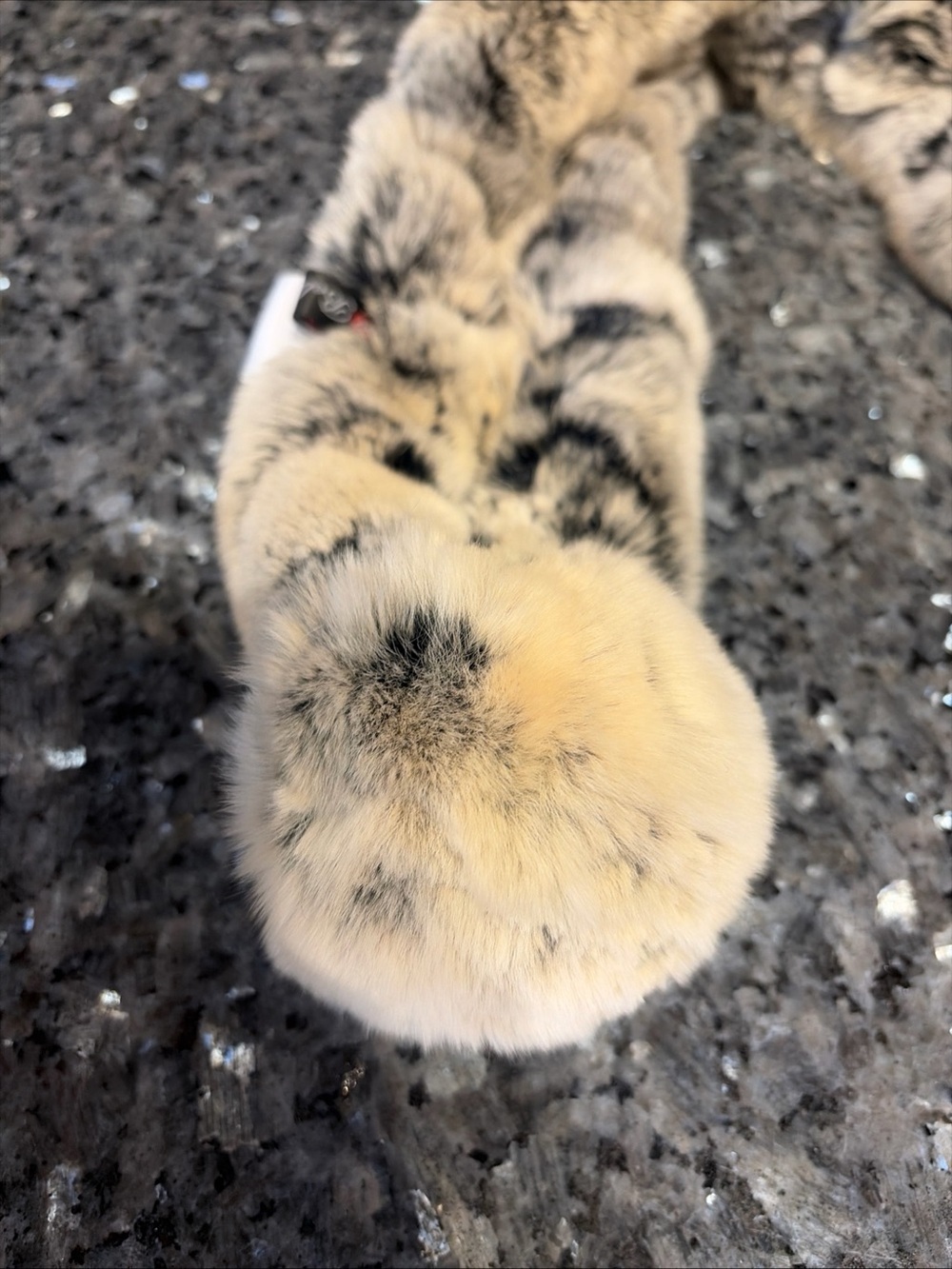 BELLE FARE Real Rex Rabbit Fur Scarf Neck Warmer Soft - Picture 8 of 9